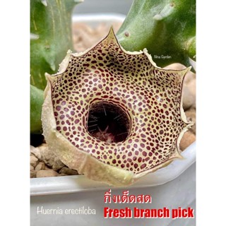 เก๋งจีน Huernia Erectiloba  *กิ่งเด็ดสด* แคคตัส ไม้อวบน้ำ Cactus and Succulent