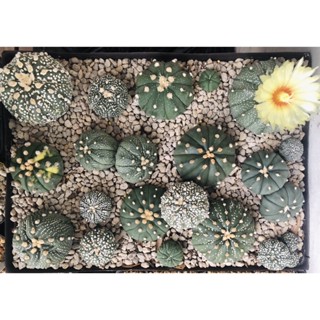 Astrophytum asterias แอสโตรไฟตัม แอสทีเรียส แอสโครแคคตัส