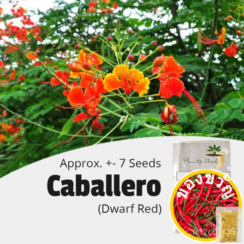 [Plantfilled] Red Caballero Dwarf Peacock Paradise Flower Poinciana Shrub Seeds - 7 Seeds Bra/seeds/