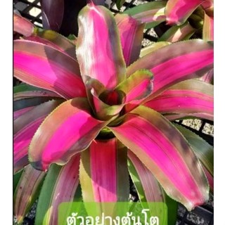 สับปะรดสี Bromeliad Neoregelia Pink on the inside จำนวน 1 ต้น จัดส่งแบบถอดกระถาง ต้นไม้สวยงาม ฟอกอากาศ ต้นไม้มงคล