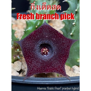 เก๋งจีน Huernia Black Pearl pranburi hybrid  *กิ่งเด็ดสด* แคคตัส ไม้อวบน้ำ Cactus and Succulent