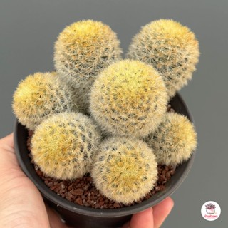 แมมคามิเน่ฟอร์มกอ Mammillaria carmenae แคคตัส กระบองเพชร cactus&amp;succulent