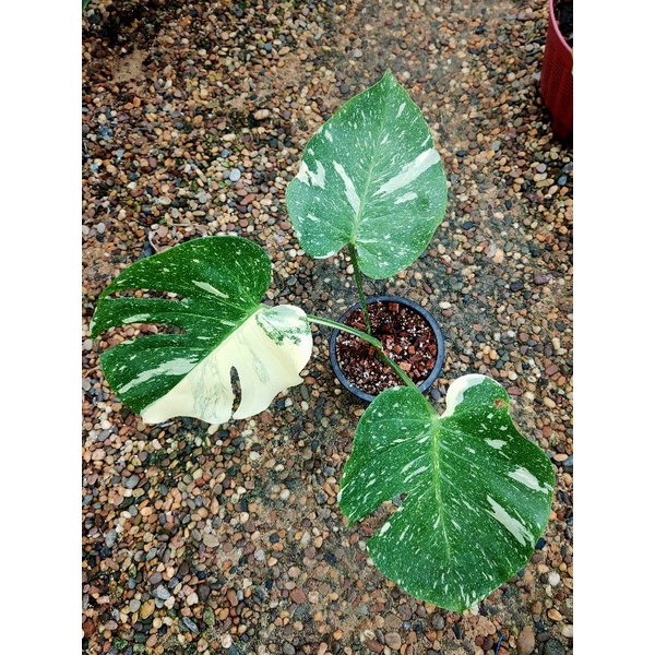 ไทยคอน ไทยคอนด่าง มอนสเตอร่าไทยคอน Monstera Thai Constellation