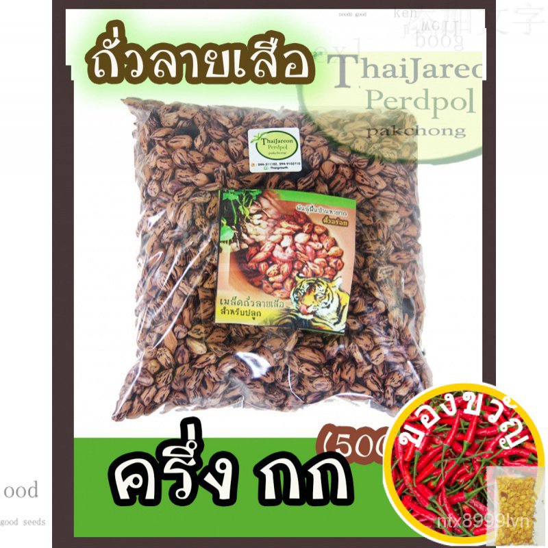 เมล็ดอวบอ้วน100%thaigrowth เมล็ดพันธุ์ถั่วลิสงลายเสือ ถั่วราชินี พันธุ์หายาก สำหรับเพาะปลูก บรรจุ 500 กรัม ได้เยอะ รสชาต