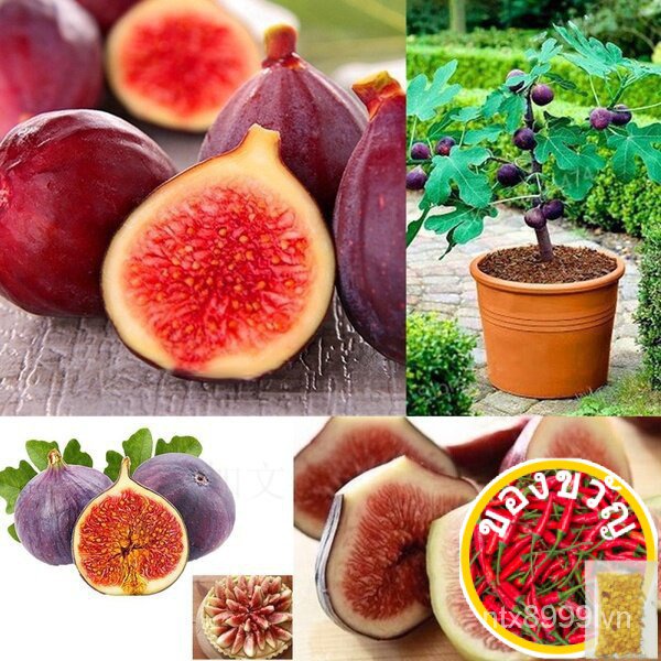 เมล็ดพันธุ์ต้นมะเดื่อฝรั่ง มะเดื่อ มะเดื่อฝรั่ง เมล็ดพันธุ์ Figs Seeds ต้นไม้ ต้นไม้ประดับสด เมล็ดดอ