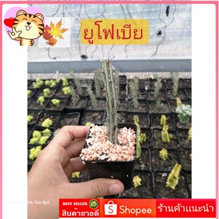 แคค​ตัส​ ยูโฟเบีย Euphorbia Sp Nova Somalia Hordio แคค​ตัส​ กระบองเพชร​