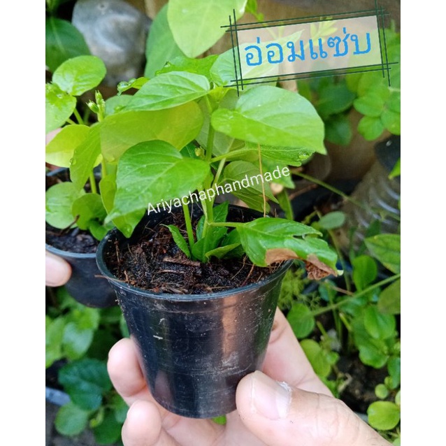 ต้นอ่อมแซ่บ​ เบญจรงค์5สี​ ตำลึงหวาน​ กระถาง2นิ้ว (พร้อมส่ง)
