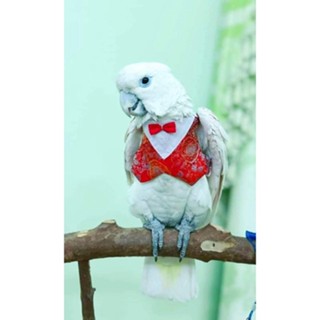 เสื้อนกตรุษจีน สีแดง