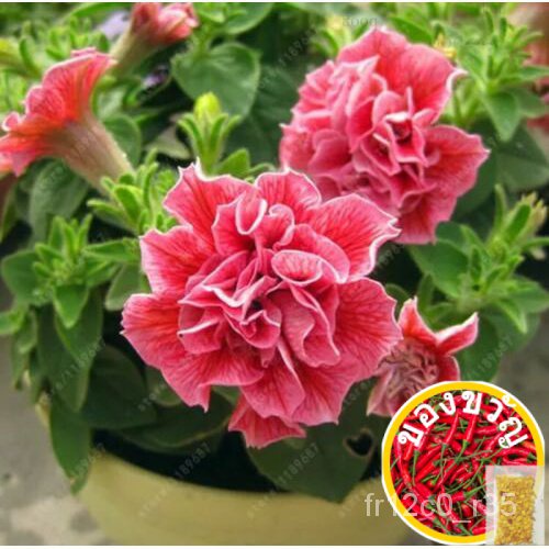 50ชิ้น/ผักชีฝรั่ง,ไม้จันทน์,ไม้จันทน์/กุหลาบ/ผักชีฝรั่ง/กระโปรง/ผ้าเนื้อดี/กางเกงยีนส์/ ไม้จันทน์ C2