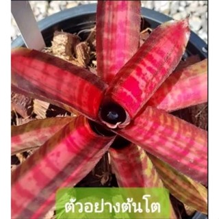 สับปะรดสี Bromeliad Neo. Hot Ember ไม้มินิขนาดเล็ก จำนวน 1 ต้น จัดส่งแบบถอดกระถาง ต้นไม้สวยงาม ฟอกอากาศ ต้นไม้มงคล