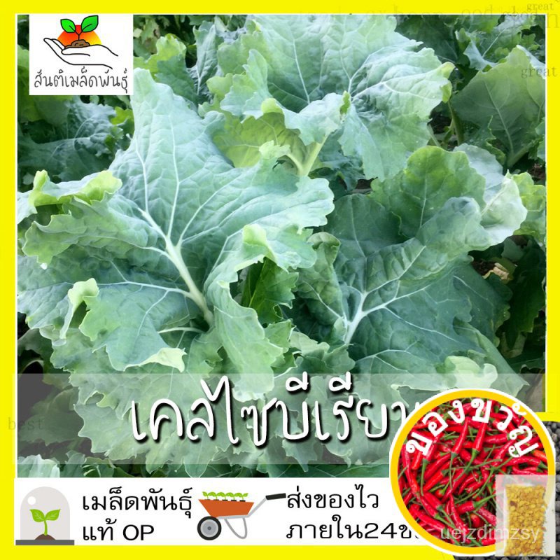 เมล็ดพันธุ์ เคลไซบีเรียน 500 เมล็ด Siberian Kale Seed เมล็ดพันธุ์แท้100% นำเข้าจากต่างประเทศ ปลูกผัก