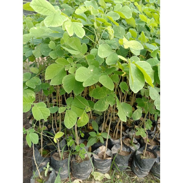 ต้นจามจุรี ฉำฉา ก้ามปู สูง15ซม.ขึ้นไป