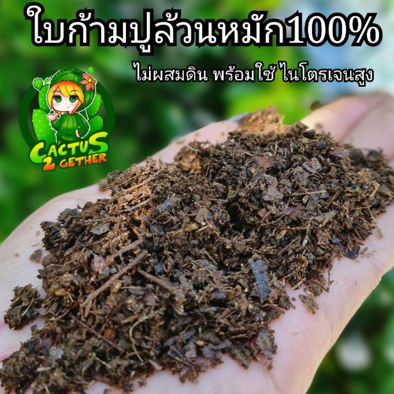 ใบก้ามปูร่อนแล้วใบก้ามปูหมักล้วน 100%ประมาณ1-1.5กก.