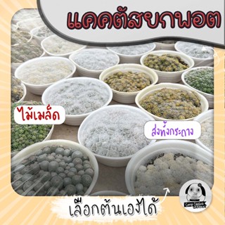 ต้นแคคตัสยกพอตหลายต้น ไม้เมล็ด เลือกต้นได้  (CACTUS) - กระบองเพชร ราคาถูก🌵แคคตัส🌵