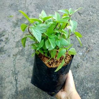 🌱ต้นโหระพา🌱โหระพาไทย โหระพาฝรั่ง ผักออแกนิค ขนาดถุงดำ 6 นิ้ว…