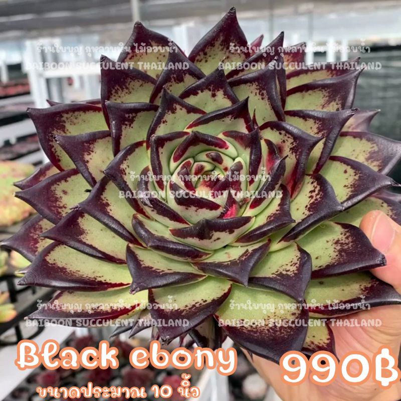 กุหลาบหิน BLACK EBONY อายุ5ปีขึ้น ร้านใบบุญ Succulent Echeveria Haworthia Cactus  Lithop ไม้อวบน้ำ แคคตัส ฮาโวเทีย ไลทอป