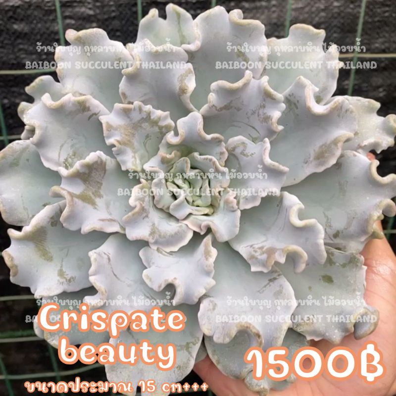 กุหลาบหิน CRISPATE BEAUTYไซส์ใหญ่ ราคาพิเศษ Succulent Echeveria Haworthia Cactus  Lithop ไม้อวบน้ำ แคคตัส ฮาโวเทีย ไลทอป