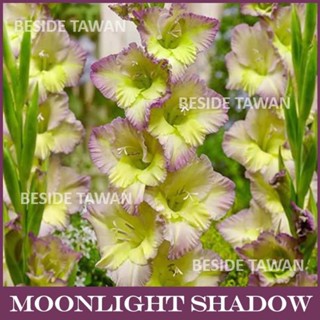 Gladiolus ( แกลดิโอลัส ) Moonlight shadow