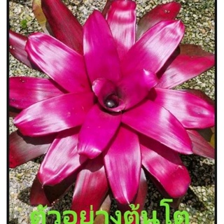 สับปะรดสี Bromeliad Neoregelia  Purple Star จำนวน 1 ต้น จัดส่งแบบถอดกระถาง ต้นไม้สวยงาม ฟอกอากาศ ต้นไม้มงคล