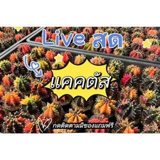 Live สด แคคตัส หลายสายพันธุ์🌵🏵️🪴