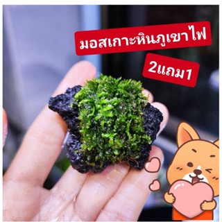 🎋มอสน้ำ​แต่งตู้ปลา (ซื้อ2แถม1)​ 🐟ไซต์s​ ของแถมร้านเลือกให้