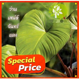 เสน่ห์จันทร์แดง​ ขายแบบลำต้นตัดใบ รหัสสินค้า A015