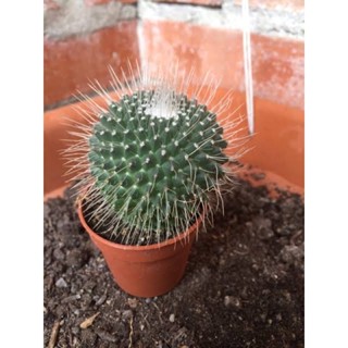 mammillaria spinosissima un pico ไม้เมล็ด ส่งทั้งกระถางจ้า