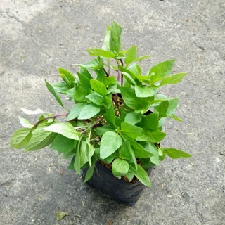 🌱ต้นโหระพา🌱ปลูกด้วยวิธีปลอดสารพิษ ขนาดถุงดำ 6 นิ้ว พร้อมปลูก รากแน่นทุกต้น