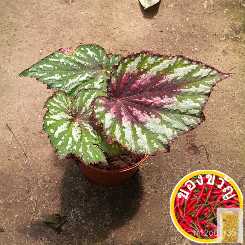 Begonia Rex Hybrid Painted Leaf พร้อมข้อบกพร่องและใบไม่กี่ใบ * Houseplant * กุหลาบ/ชุดชั้นใน/เซมล็ด/