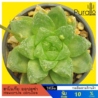 ต้นไม้อวบน้ำ ฮาโวเทีย Hawortia obtusa #ต้นกุหลาบหิน #succulents #Hawortia