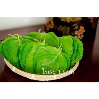 ใบงาเกาหลี ชิโสะ โอบะ ใบละ1บาท (ชุดละ50ใบ=50บาท) Green Shiso leaves #korean sesames leave #vegetable #herb