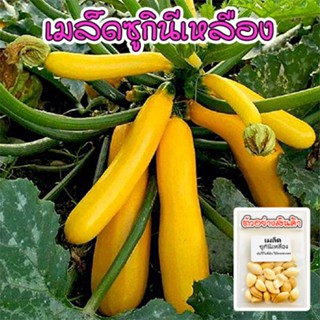 เมล็ดพันธุ์ ซูกินีสีทอง yellow zucchini  ซูกินี เหลือง เมล็ดนำเข้า 4-30 เมล็ด (ซื้อ 10 เเถม 1 คละได้)