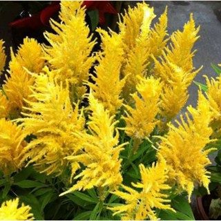 เมล็ดพันธุ์ ดอกสร้อยไก่ สีเหลือง ( Celosia Plumos ) ความสูง ประมาณ 15-20 ซม. บรรจุ 100 เมล็ด