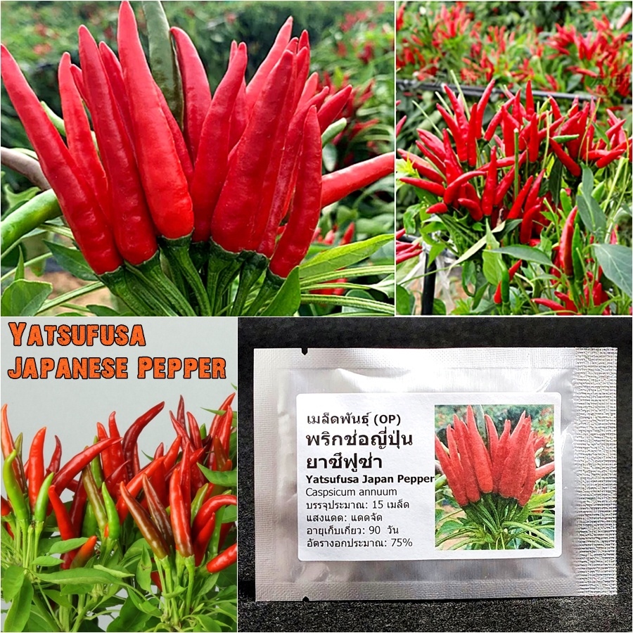 เมล็ดพันธุ์ พริกช่อญี่ปุ่น ยาซึฟูซ่า Yatsufusa Japanese Pepper Seed 15 เมล็ด คุณภาพดี ของแท้ 100%