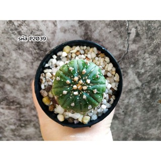 แอสโตรไฟตั้ม แอสโตรไฟตัม แอสทีเรียส (Astrophytum asterias) กระบองเพชร ต้นกระบองเพชร แคคตัส