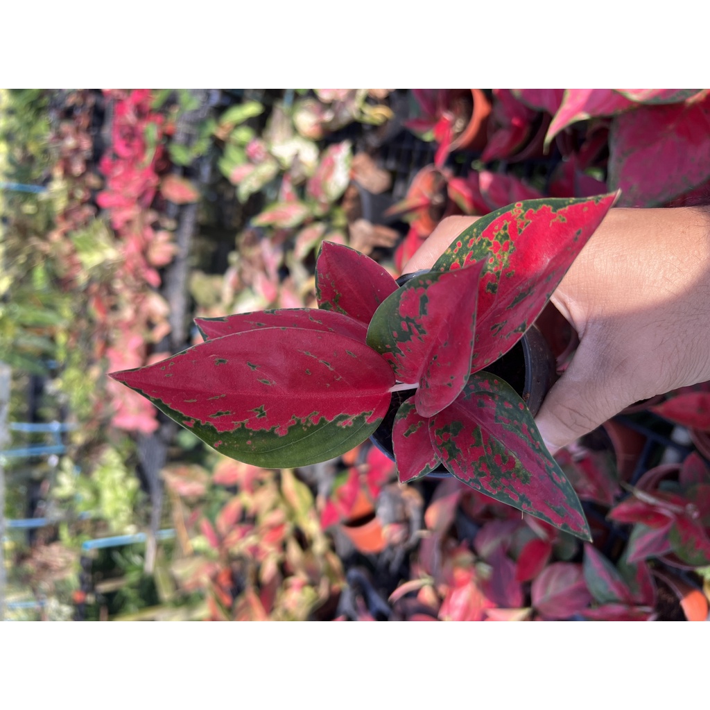 มุมมอง 2