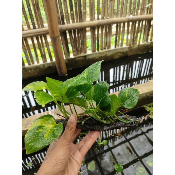 สื่อไม้ Pothos******