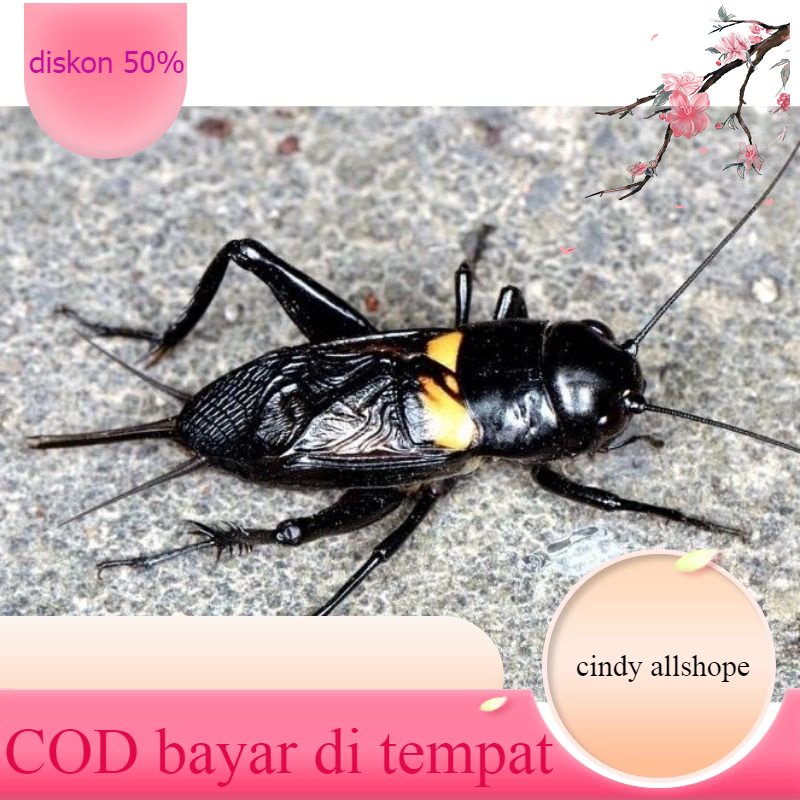 CRICKETS~GENGGONG CRICKETS~ADUAN CRICKETS~JELITHENG CRICKETS