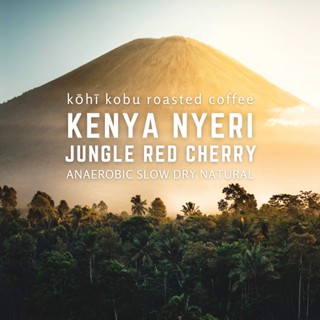 🥭 Kenya Nyeri Jungle Red Cherry Anaerobic Slow Dry Natural (ASD) | kōhī kobu single origin coffe