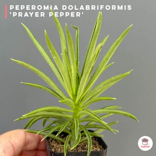 Peperomia Dolabriformis Prayer Pepper ไม้อวบน้ำ กุหลาบหิน Cactus&amp;Succulent