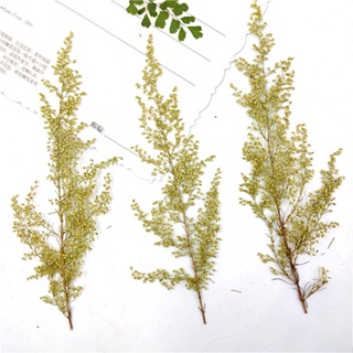 Artemisia annua ที่คั่นหนังสือ ลายนูน รูปดอกไม้แห้ง ใบไม้ ใบไม้จริง ดอกไม้ และใบไม้