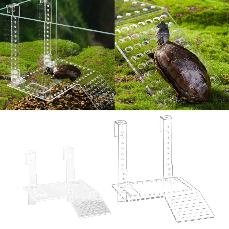 R* Reptiles Slope Turtle Basks Platform Turtle Resting Basking Platform Turtle Ramp
