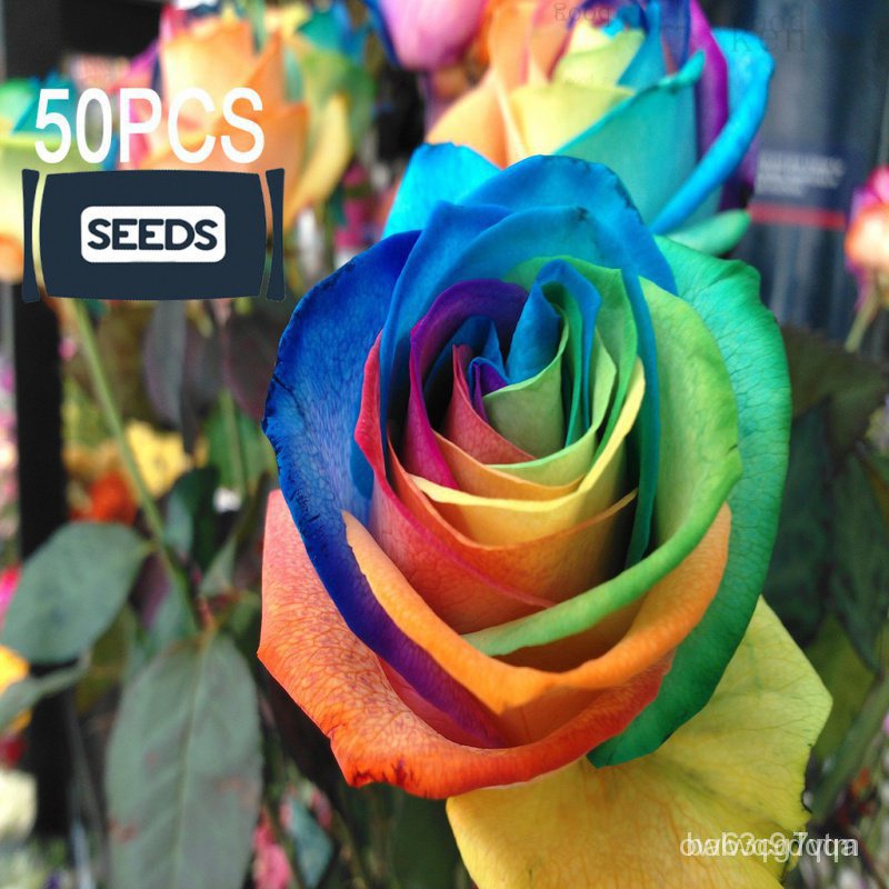 24H Delivery COD 50 Pcs Multi Petals Colored Rose Seeds,Adenium Seeds-M01ผักชี/ดอกไม้/หมวก/บ้านและสวน/ดอกไม้/ ดู EYLJ 3J