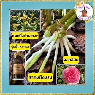 ปุ๋ยกุหลาบ ปุ๋ยน้ำยาสรรพรส 2,000 ml (สูตรบำรุงต่อเนื่อง)แตกกิ่ง ใบเขียว ดอกเยอะ ราก เร่งดอก สีสด ดอกใหญ่ ทุกชนิดไล่แมลง