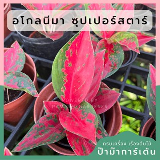 อโกลนีมา ซุปเปอร์สตาร์ Aglaonema Superstar ส่งพร้อมกระถาง