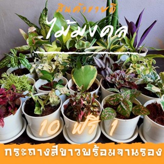 ต้นไม้มงคล กระถางสีขาวพร้อมจานรอง หรูหรา ซื้อ 10 ฟรี 1