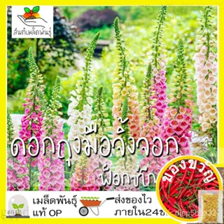 เมล็ดอวบอ้วน100%เมล็ดพันธุ์ ดอกถุงมือจิ้งจอก คละสี 200 เมล็ด Digitalis Foxglove เมล็ดพันธุ์แท้ นำเข้าจากต่างประเทศ ปลูกผ