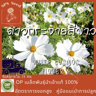 เมล็ดพันธุ์ ดอกดาวกระจายสีขาว - White Cosmos Flower  200 เมล็ด