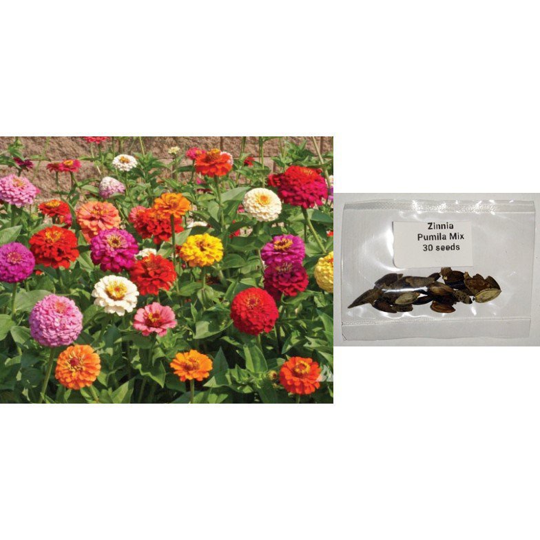 Zinnia Pumila Mix (CUT And Come Again) เซลต์/ ดอกไม้/สว/ ดอกทานตะวัน/ดอกไม้/สัตว์ใหญ่/ข้าวโพด/ดอกทานตะวัน/กระ/กระพงขาว/ก