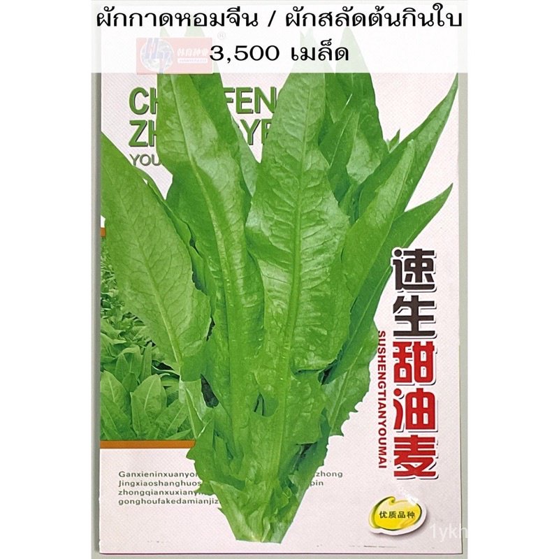 เมล็ด ผักกาดหอมจีน / สลัดต้นกินใบ celtuce 3,000 เมล็ด AOWQ